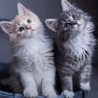 PS0336315015777's profile picture. 