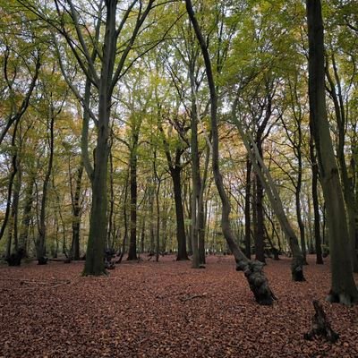 Solivyan's profile picture. 