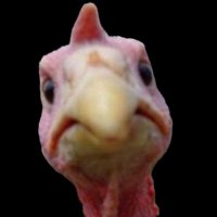 Terry Nee (@kneeterry) 's Twitter Profile