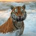 Waves of the Bay of Bengal🌊 (@bengal1st) Twitter profile photo Waves of the Bay of Bengal🌊 (@bengal1st) Twitter profile photo