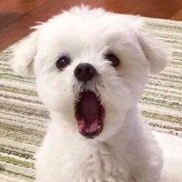 too cute my handle (@dearmycuties) 's Twitter Profile Photo too cute my handle (@dearmycuties) 's Twitter Profile Photo