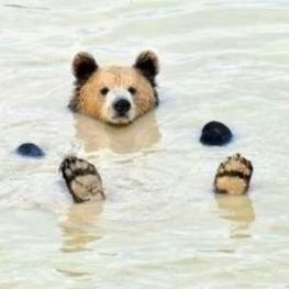 KoffieBear's profile picture. Hi there, I'm a bear who loves caffeine~~ This account is about the thing I made and the thing I love to do XOXO 🐻