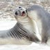 lil’ Seal (@andysjoke) Twitter profile photo lil’ Seal (@andysjoke) Twitter profile photo