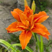 laurie (@welsh__laurie) 's Twitter Profile Photo