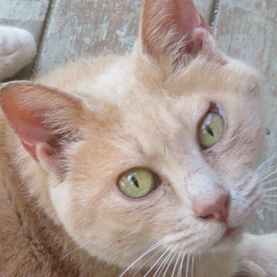 にゃー 家庭菜園したり、猫と戯れたり、ウマ娘したり、たまに料理とか燻製とか。おくたばりあそばせプーチン、ウクライナに栄光あれ。