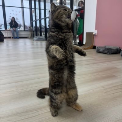 h4rts4angelll's profile picture. 18, she/they, free 🇵🇸🇨🇩🇸🇩