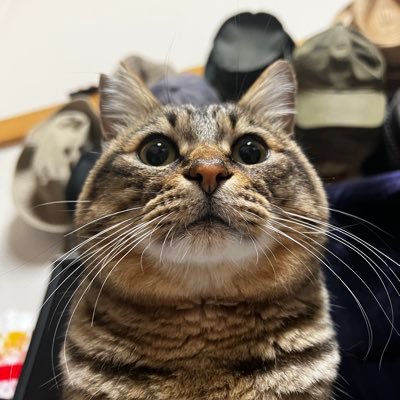 うさぎ🐰と保護猫🐱の下僕です。 古い車とバイクの徒然と…たまに釣りやキャンプも。無言フォローごめんなさい。AlfaRomeoGiuliaSuper1.6 /MV AGUSTA F4 750s EVO2/DUCATI350XLPantah /BMW R1150GS /XLR250BAJA /Monkey BAJA