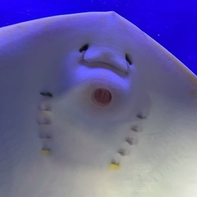 nekozamasu2020's profile picture. SixTONES💎ゆごほく寄りの箱推し💛🖤 かなり大人です↑のんびり応援してます✨好きなときに好きなだけ‼️