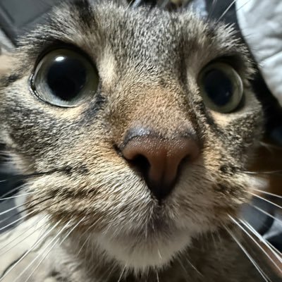 MioThaG's profile picture. I like tech