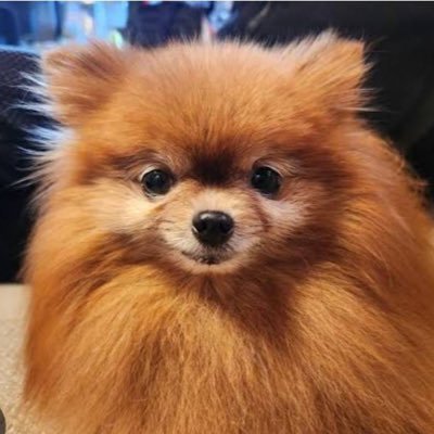 👩🧒🐶3人家族🍀┋資格勉強中✏️の30代シンママ┋ゲーム🎮とディズニー𝚕𝚘𝚟𝚎🏰♡┋節約👛&ポイ活💰️にもハマってます- ̗̀ ꪔ̤̥ꪔ̤̮ꪔ̤̫ ̖́- #わんわん当選報告