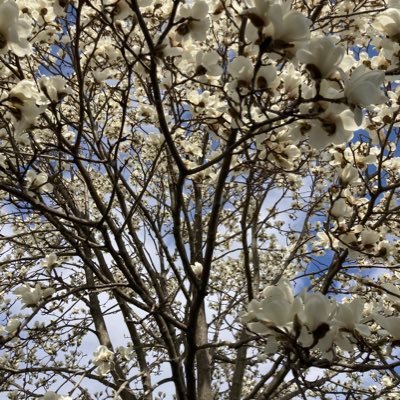 chihamadar74071's profile picture. いつも使ってるわけではないので、返信等がうまく出来ないかもしれません。これからよろしくお願いします。〔As I do not use it all the time, I may not do replies well. Thank you very much for your help.〕