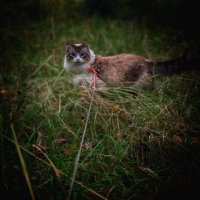 Benard gill (@catz_gii) 's Twitter Profile
