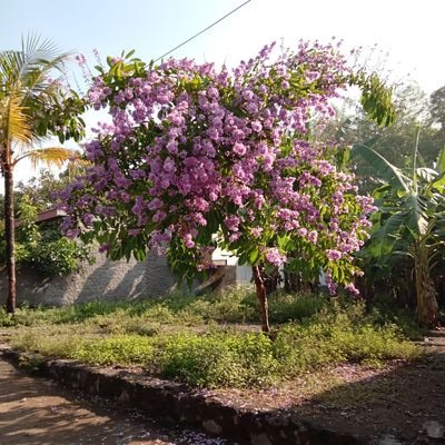 Hariyan42270061's profile picture. 