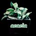 acacia (植物屋の中の人) (@acacia71378063) Twitter profile photo acacia (植物屋の中の人) (@acacia71378063) Twitter profile photo