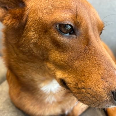 WanHogoさんのプロフィール画像