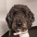 Joshi (@joshi_doodle) Twitter profile photo Joshi (@joshi_doodle) Twitter profile photo