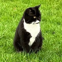 Tinkerbell (@cat_in_charge) 's Twitter Profile
