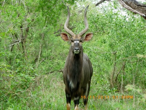 midniteroy's profile picture. 