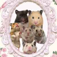 はむけつぷりっつ🍑 (@waiidbd) 's Twitter Profile Photo はむけつぷりっつ🍑 (@waiidbd) 's Twitter Profile Photo