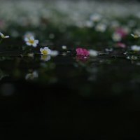 anonim. (@acappela_d) Twitter profile photo