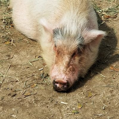 クルーさんのプロフィール画像