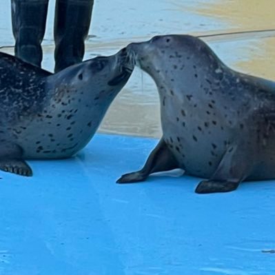INTP/モーニング娘。よりのハロオタ/鞘師里保/i⭐︎Ris/東武動物公園ゴマフアザラシのもちまる姉弟推し/埼玉西武ライオンズ/ももクロ/簿記2級勉強中/田中道重世代/前ID Tetsuaki_key /乗り物垢@iRis_tetsuaki