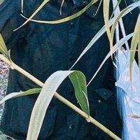 チヨボの (@chobo6six) 's Twitter Profile