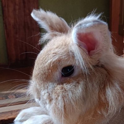 fuwakedama_'s profile picture. 独り言が恐しく多いです、すみません。一日3ツイートまでを心がけています。
