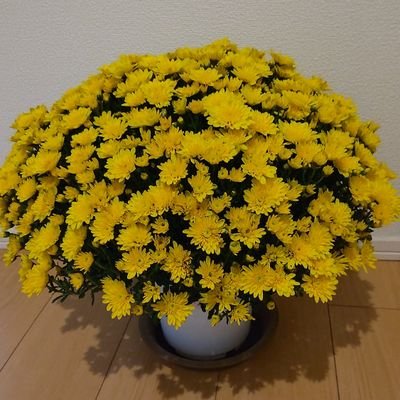 パットさんのプロフィール画像