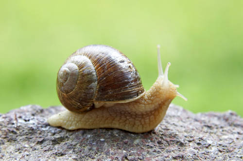 SincilBankSnail's profile picture. Quicker than Drewe Broughton. City Til I'm Trodden On.