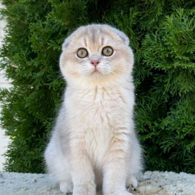 Danantara2025's profile picture. Cryptosiast, airdrop hunter