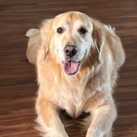Golden Boy Logan, CGC (@gr_logan) 's Twitter Profile