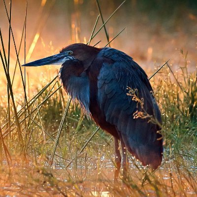 ramutyan_jp's profile picture. 日本という美しい国を未来永劫保っていきたい。保守思想。自分たちの未来や将来生まれてくる子どものために日本を創る🇯🇵