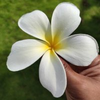 Indra Kumar sahu (@isahu54940) 's Twitter Profile Photo Indra Kumar sahu (@isahu54940) 's Twitter Profile Photo