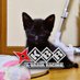 ✧🄺 🄱 🅁【 K-BRAIN RACING 】 (@kbr_jp) Twitter profile photo ✧🄺 🄱 🅁【 K-BRAIN RACING 】 (@kbr_jp) Twitter profile photo