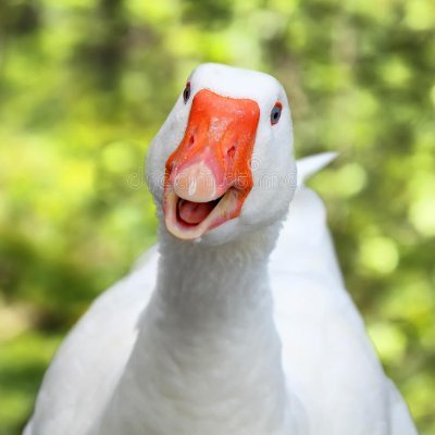 AWildGoose Profile
