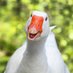 AWildGoose (@awildg00s3) Twitter profile photo AWildGoose (@awildg00s3) Twitter profile photo