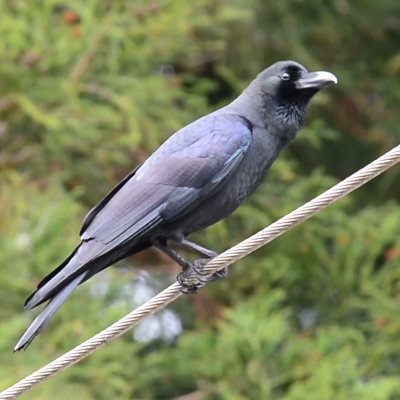 古久🌲さんのプロフィール画像