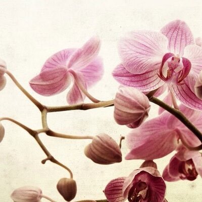 m_marusca's profile picture. 