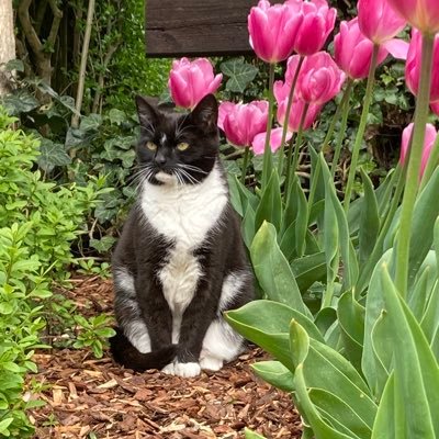 Ik ben Jootje. Organisatie Catolympics 2021/22/24 Kitolympics 23 en chairman Catolympische org. Café baas van Het Watertje.