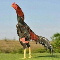 SP (@sureshp56098073) 's Twitter Profile