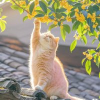 リーさん🌸 (@huangqinyaqin) Twitter profile photo