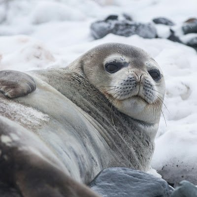 ParabolicSeal's profile picture. Software Developer | Data Analyst