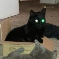 Lesser Known Cryptids (@lessercryptids) 's Twitter Profile