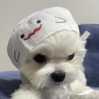 うぃるそん (@wilshon__) 's Twitter Profile