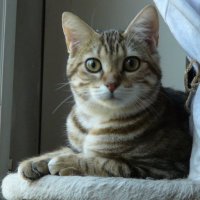 Misty La deux pattes (@chatmania_misty) 's Twitter Profile Photo Misty La deux pattes (@chatmania_misty) 's Twitter Profile Photo