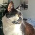 Tinsel🐾🐈⬛ (@tinselthecat) Twitter profile photo Tinsel🐾🐈⬛ (@tinselthecat) Twitter profile photo