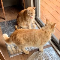 Felix Ginger Boy ๐งก๐งก๐งก (@felixgingerboy) 's Twitter Profile