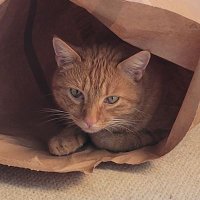SingleMalt (@singlemalts04) 's Twitter Profile