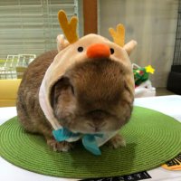 にゃぴこ うちゃぎ (@minttea_happa) 's Twitter Profile